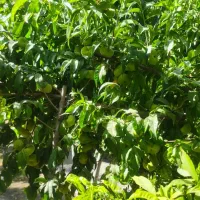 ارائه ی مدرک تکنولوژی  تولیدات گیاهی