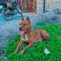 پیتبول نر آماده کشش