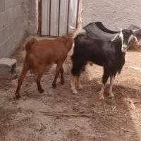 فروش دوتا کهره نر با بز ابستن