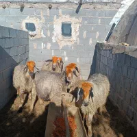 میش ترکی ابستن (صفاشهر)