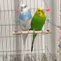 یک جفت مرغ عشق
