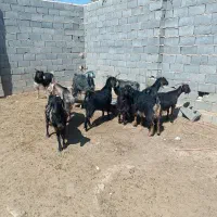 فروش بزدرجه یک 10|حیوانات مزرعه|ششده و قره بلاغ, |دیوار