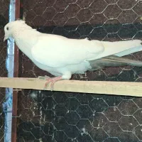 کبوتر غریب|پرنده|سنندج, |دیوار