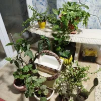 انواع گل طبیعی|گل و گیاه طبیعی|مشهد, شهرک صنعتی توس|دیوار