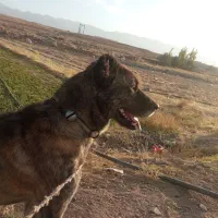 سگ نر دیونه|سگ|بالا ولایت, |دیوار