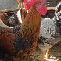 حراج خروس به مدت دو روز