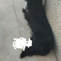 سگ پاپی ماده کاملآ سالم وحرف گوش کن بی سروصدا