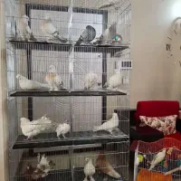 قفس جوجه پران پرون قناری عروس هلندی فنچ مرغ عشق|لوازم جانبی حیوانات|تهران, جوادیه|دیوار