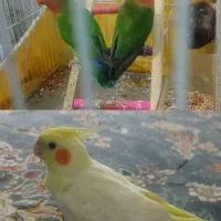 عروس هلندی وطوطی|پرنده|جوانرود, |دیوار