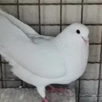 کبوتر یاهو یزدی