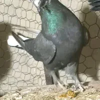 ماده|پرنده|شهرکرد, |دیوار