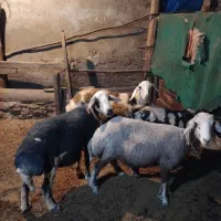 گوسفند۳تا|حیوانات مزرعه|اردبیل, |دیوار