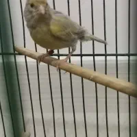 قناری ماده پرستار(حمال)