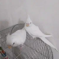 عروس هلندی البینو خالص چشم شرابی ۳ماهه|پرنده|نسیمشهر, |دیوار