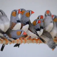 فروش فنچ