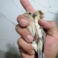 سهره کت صورتی نر و ماده