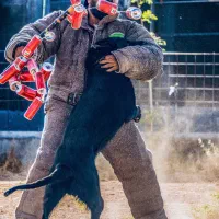 سگ محافظ و نگهبان