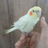 عروس هلندی دستی