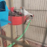 نروماده فنچ لپ سیاه مولد|پرنده|شهرکرد, |دیوار