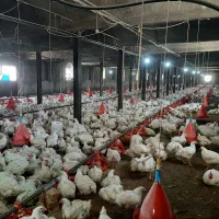 کارگر مرغداری تخمگذار