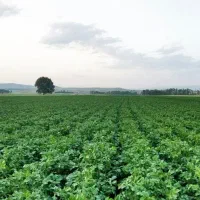 16هکتارزمین-برای-مشارکت-کشت-سیب-زمینی