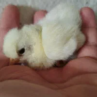 جوجه محلی و گلپایگانی|حیوانات مزرعه|گرگان, |دیوار