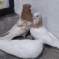 کفتر|پرنده|نسیمشهر, |دیوار