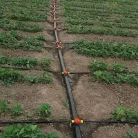اجرای طرح ابیاری قطره ای،وهرس حرفه ای درختان
