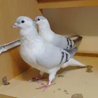 کفتر افغانی|پرنده|تهران, وردآورد|دیوار