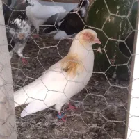 کبوتر سفید خالس