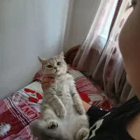 ۲ عدد گربه بازی گوش