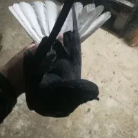 مسافتی و پرشی|پرنده|میانه, |دیوار