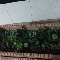 گل بنفشه هربوته۲۰۰