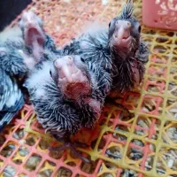 جوجه عروس سرلاکی نژاد وایت فیس و سینامون