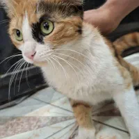 گربه مادر و بچه