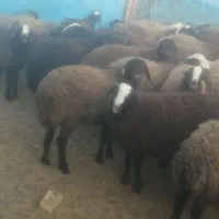 بره نرداشتی|حیوانات مزرعه|تاکستان, |دیوار