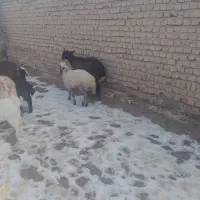 گوسفند|حیوانات مزرعه|نیشابور, دربقاضی|دیوار