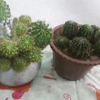 گل زیبا|گل و گیاه طبیعی|سرپل ذهاب, |دیوار