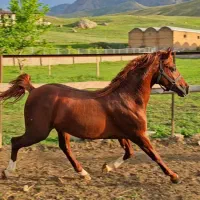 اسب ۴ ساله|اسب و تجهیزات اسب‌سواری|ماکو, |دیوار