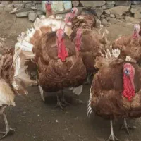 بوقلمون زنده