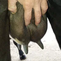 گاو تالشی فقیر با گوساله امپولی سیمنتال نر|حیوانات مزرعه|رشت, یخسازی|دیوار