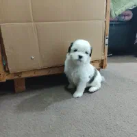 سگ شیت سوگ|سگ|رشت, پیرکلاچای|دیوار