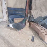 پلنگ.زرد|پرنده|رفسنجان, |دیوار