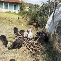 فروش بوقلمون|حیوانات مزرعه|لیسار, |دیوار