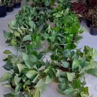 پتوس کاسه ای بزرگ رونده آویز پُر برگ