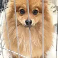 سگم گم شده کمکم کنید حتی 50تومن