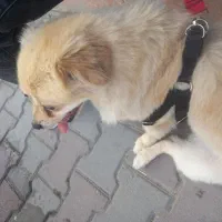 پامر اشتپیز ۶تومن