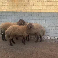 گوسفند، قوچ، دامداری|حیوانات مزرعه|دیواندره, |دیوار