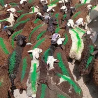 تعداد40بره نرسرخ*لاغردرجه1(مال صحرای یکصاحب*یکدست)