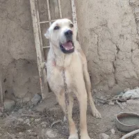 سگ گله ضمانتی